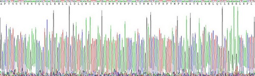 Active Interleukin 2 (IL2)