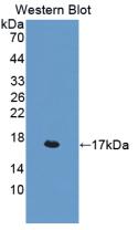 Active Interleukin 4 (IL4)