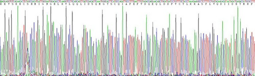 Active Colony Stimulating Factor 1, Macrophage (MCSF)