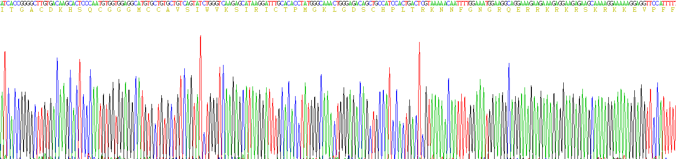 Active Prokineticin 2 (PK2)