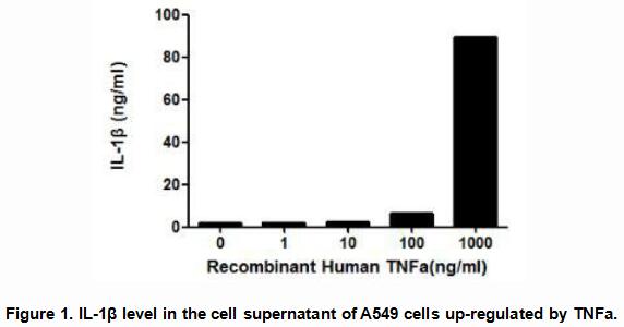 Ketoprofen suppresses triple negative breast cancer cell growth by inducing  apoptosis and inhibiting autophagy