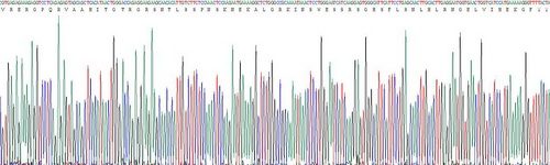 Active Tumor Necrosis Factor Related Apoptosis Inducing Ligand (TRAIL)