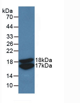 Active Vascular Endothelial Growth Factor A (VEGFA)