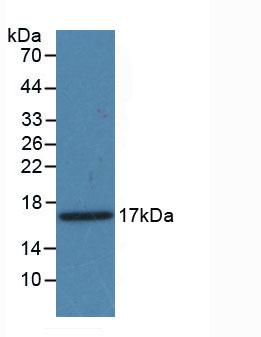 Active Platelet Derived Growth Factor Subunit A (PDGFA)