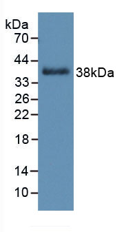 Active Epidermal Growth Factor (EGF)