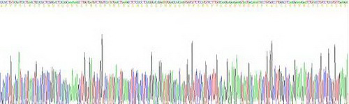 Active Interleukin 1 Beta (IL1b)