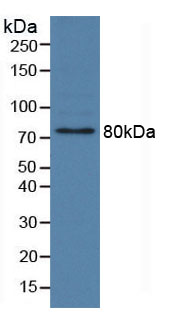 Active Lactoferrin (LTF)