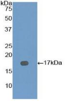 Active Bone Morphogenetic Protein 7 (BMP7)