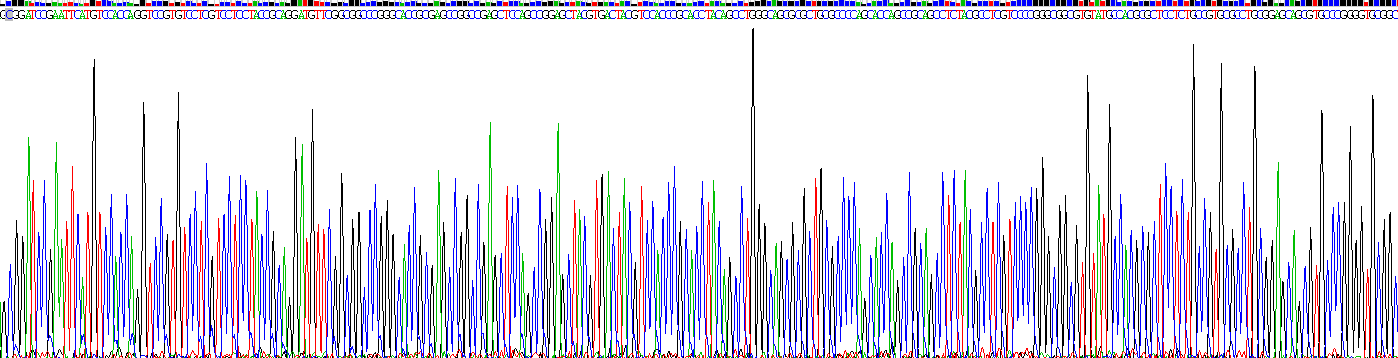 Active Vimentin (VIM)