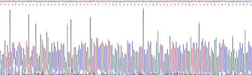 Active V-Myc Myelocytomatosis Viral Oncogene Homolog (MYC)