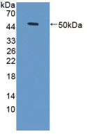 Active Tumor Necrosis Factor Receptor 1 (TNFR1)