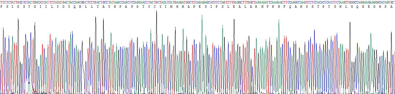 Active Surfactant Protein C (SP-C)