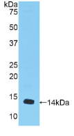 Active Myostatin (MSTN)