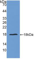 Active Interleukin 24 (IL24)