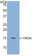 Active Growth Differentiation Factor 6 (GDF6)