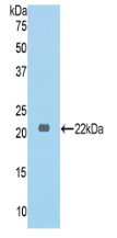 Active Collagen Type VI Alpha 1 (COL6a1)