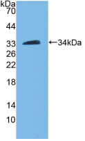 Active Peptidylglycine Alpha Amidating Monooxygenase (PAM)