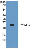 Active Fibroblast Growth Factor 22 (FGF22)