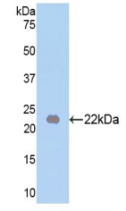 Active Fibroblast Growth Factor 13 (FGF13)