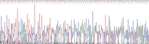 Active Cytochrome P450 1A2 (CYP1A2)