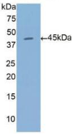 Active Annexin A1 (ANXA1)