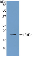 Active Secreted Frizzled Related Protein 1 (SFRP1)