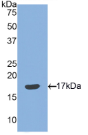 Active Semaphorin 3F (SEMA3F)