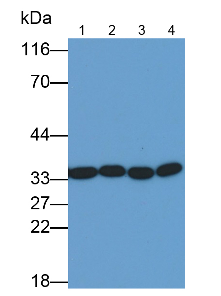 Anti-Proliferating Cell Nuclear Antigen (PCNA) Monoclonal Antibody