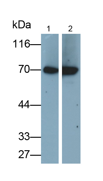 Anti-Heat Shock 70kDa Protein 1A (HSPA1A) Monoclonal Antibody