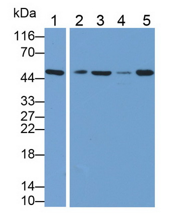 Anti-Beta Actin (ACTB) Polyclonal Antibody