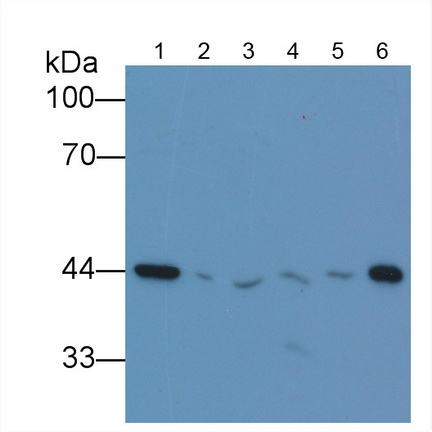 Anti-Beta Actin (ACTB) Monoclonal Antibody