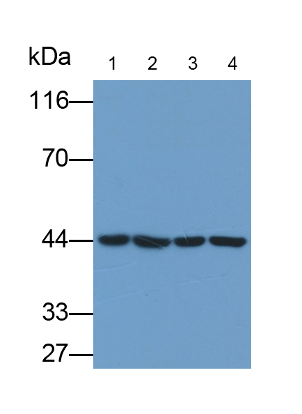 Anti-Beta Actin (ACTB) Monoclonal Antibody