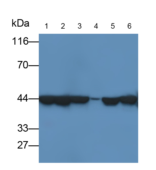 Anti-Beta Actin (ACTB) Monoclonal Antibody