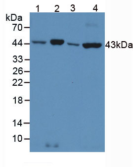 Anti-Beta Actin (ACTB) Polyclonal Antibody