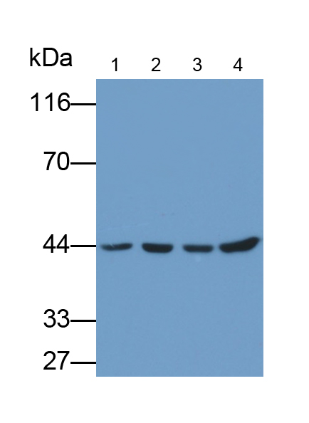 Anti-Beta Actin (ACTB) Monoclonal Antibody