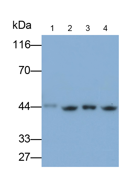 Anti-Beta Actin (ACTB) Monoclonal Antibody