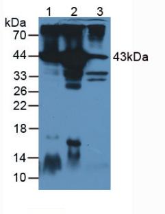 Anti-Actin Alpha 1, Cardiac Muscle (ACTC1) Polyclonal Antibody