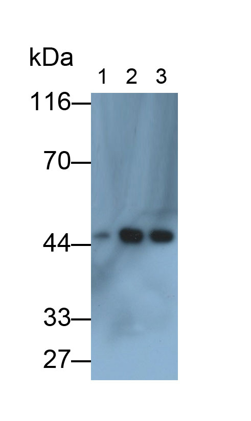 Anti-Actin Alpha 2, Smooth Muscle (ACTa2) Monoclonal Antibody