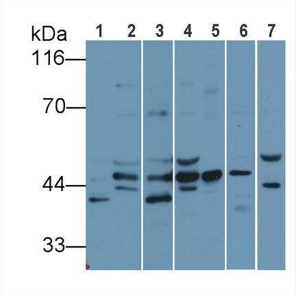 Anti-Extracellular Signal Regulated Kinase 1 (ERK1) Polyclonal Antibody