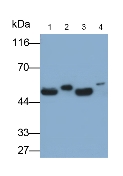 Anti-Tubulin Beta (TUBb) Polyclonal Antibody