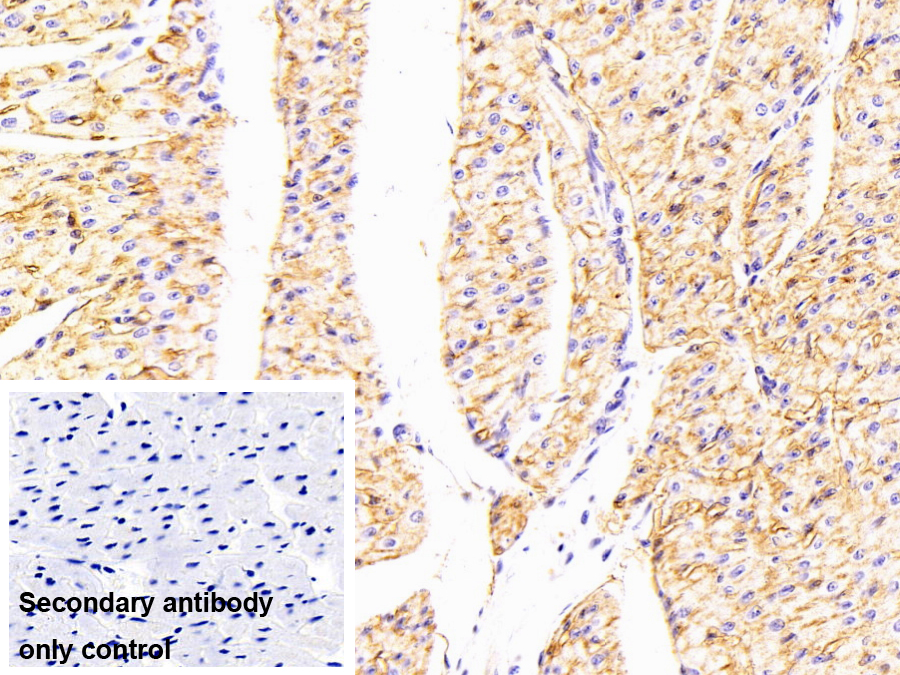 Anti-ATPase, Na+/K+ Transporting Alpha 1 Polypeptide (ATP1a1) Polyclonal Antibody