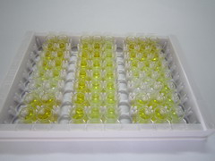 ELISA Kit for Angiotensin II (AngII)