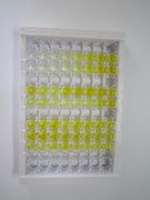 ELISA Kit for Anti-Mullerian Hormone (AMH)