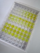 ELISA Kit for Anti-Mullerian Hormone (AMH)