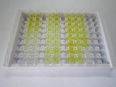 ELISA Kit for Urotensin 2 (UST2)