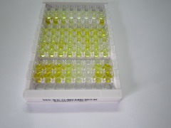 ELISA Kit for Insulin (INS)