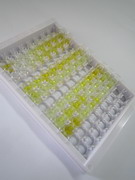 ELISA Kit for Insulin (INS)