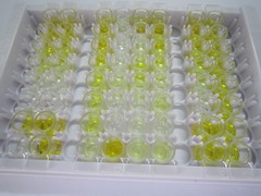 ELISA Kit for Endothelin 1 (EDN1)