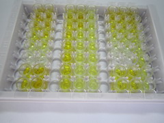 ELISA Kit for Endothelin 1 (EDN1)