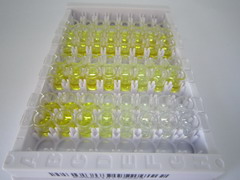 ELISA Kit for D-Dimer (D2D)